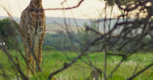 Slow Panning Up Shot of a Giraffe Standing Still and Looking at Camera