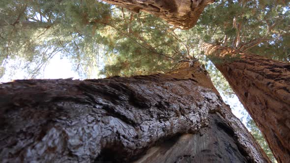 Giant sequoia trees in Sequoia National Park, California, USA