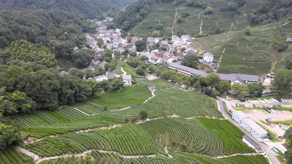 Longjing Village in Hangzhou, Tea Plantation