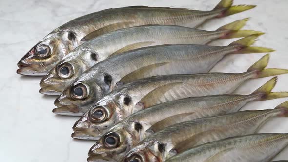 Fresh raw atlantic horse mackerel close up in a row  
