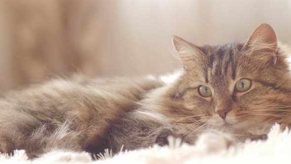 Beautiful red cat lying on bed on plaid indoors in bedroom, fluffy Siberian cat