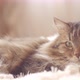 Beautiful red cat lying on bed on plaid indoors in bedroom, fluffy Siberian cat - VideoHive Item for Sale
