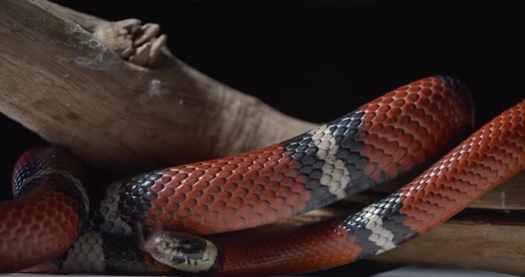 Coral Snake on a Tree Branch Close Up Footage of the Colorful Scaly Skin