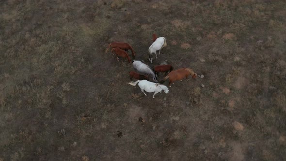 A Herd Of Horses Shot With A Drone In The Wild 13