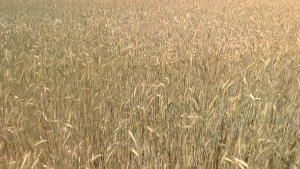 Drone flying slowly over wheat farm in sweden