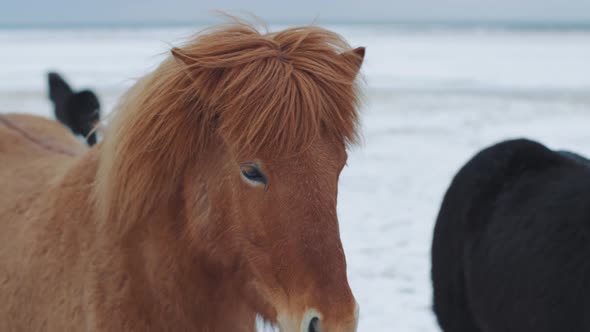 Beautiful Fluffy Icelandic Horses