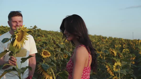 Handsome Man Comes Presents a Sunflower and Kisses His Painting Girl in Field