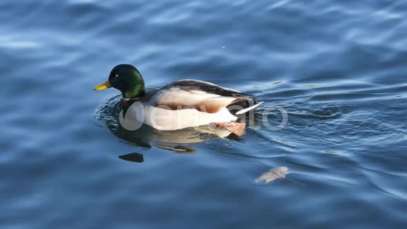 Cute Mallard Bird In Water