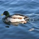 Cute Mallard Bird In Water - VideoHive Item for Sale