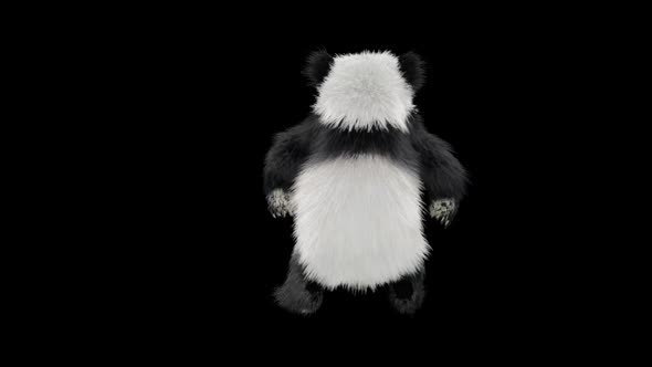 Panda Dancing HD