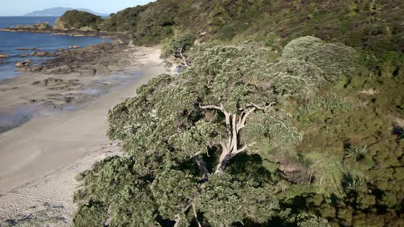 Lush Green Trees And Bushes  At Tawharanui Regional Park By Scenic Beach In Auckland, New Zealand. -