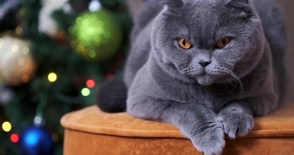 Scottish fold cat near Christmas tree