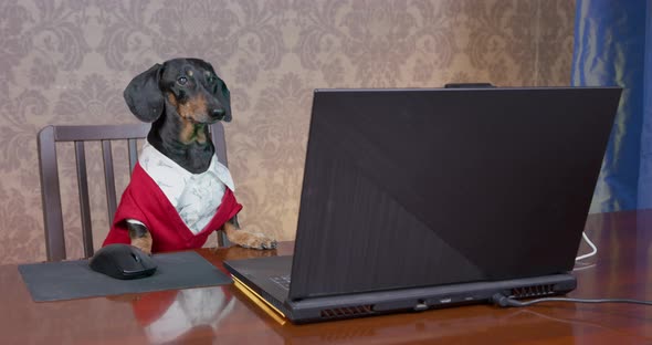 Serious Dachshund Dog in White Shirt and Knitted Jacket Works in Home Office Sitting at Desk and