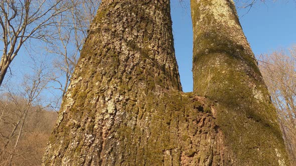 Tilt-up of bifurcated tree trunk with blue sky in background