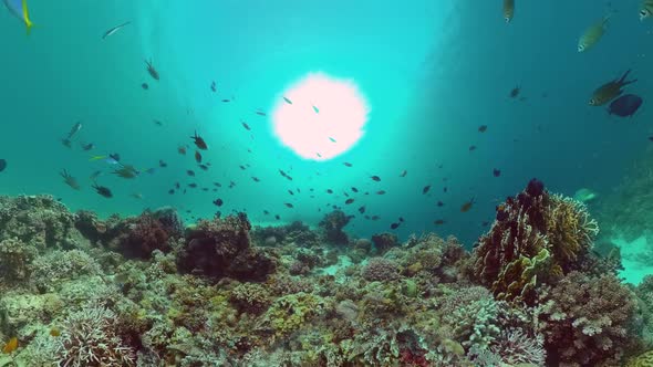 Coral Reef and Tropical Fish. Panglao, Philippines.