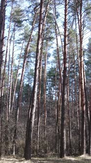 Vertical Video of the Pine Forest in the Afternoon