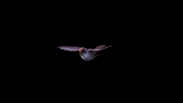 Sparrow Flapping Wings Front Side View