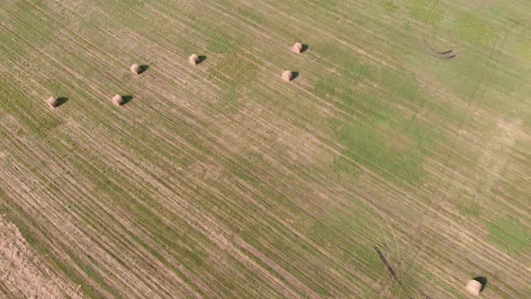 Drone flies over field with haystacks with hay. Round straw hay bales on harvested field.