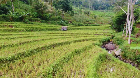 Rice stubble after harvest, terraced paddy field and jungle, Java, Indonesia