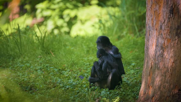 Geoffroy's Spider Monkey and Its Baby