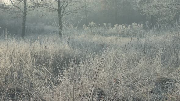 Winter & Grass