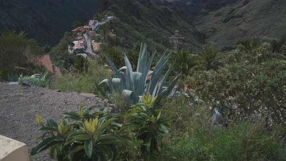 Beautiful Tropical Palm Tree and Plants in the Masca Valley on the Canary Island of Tenerife