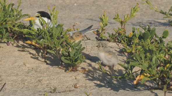 two little tern chicks and an adult sitting on a beach