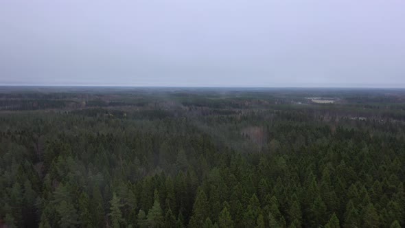 Misty Forest In The Fall