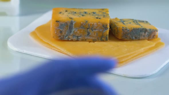 Professional Examining Degree of Cheese Molding Through Loupe, Quality Control
