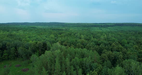 Above The Forest