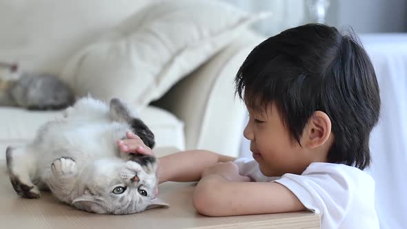 Cute Asian Child Playing With Scottish Kitten Together
