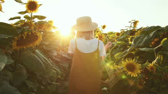 A Woman is Walking Through a Field of Sunflowers with a Basket of Flowers in Her Hands