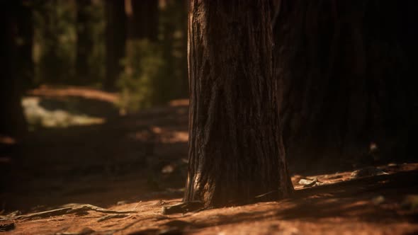 Early Morning Sunlight in the Sequoias of Mariposa Grove alt