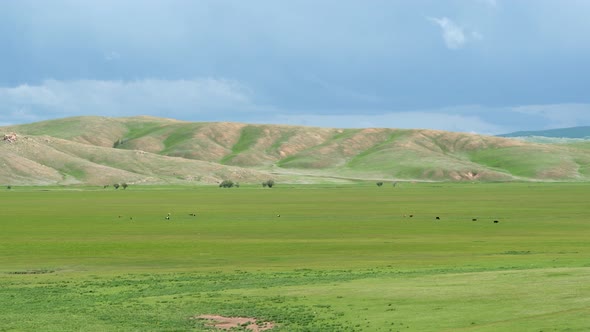 Mixed Livestock Animal Herds on the Vast Lowland in Mongolia