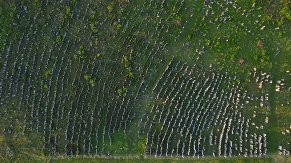 Aerial Shot City Brody. Jewish Cemetery. Ukraine.Tombstone Stones