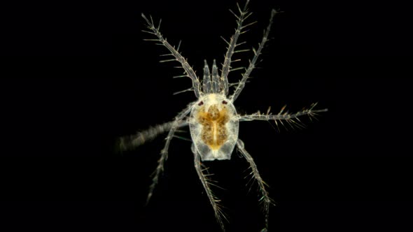 Mite Hydrachnidia Under the Microscope