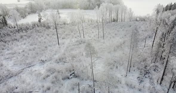 Bird Eye View Over Frosty Wintry Forest