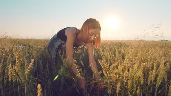 A Woman Who at Sunset Mows the Ripe Ears of Wheat with a Sickle. The Girl Cuts the Golden Ears of