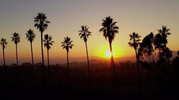 Aerial shot of a row of palm trees at Sunset