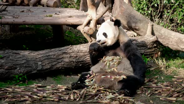 Giant Panda Bear Eating Bamboo