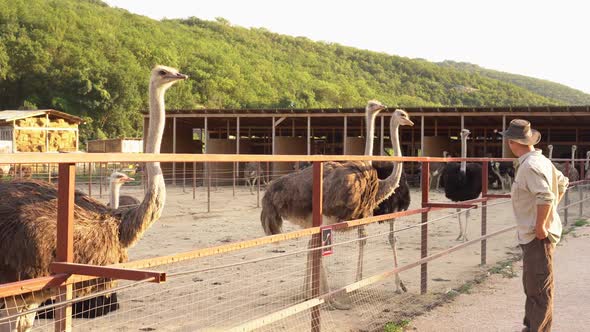 Ostrich Farm