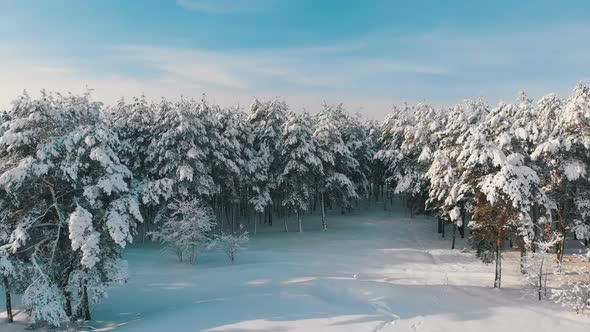 Flying Over a Snowy Winter Forest on a Sunny Day