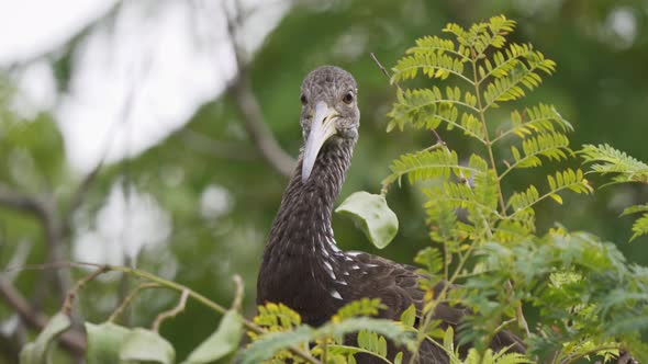 Close up of a limpkin bird looking curiously while sitting on a branch between leaves. Slow motion.