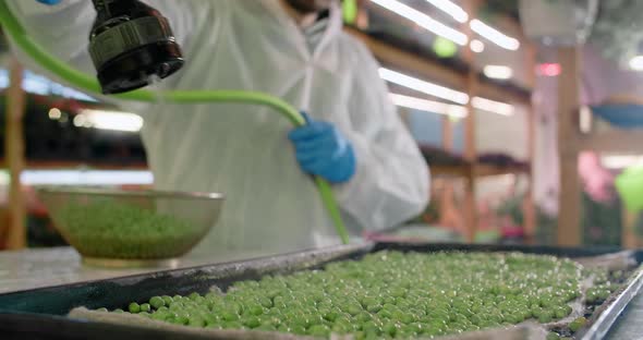 Farmer Hosing Down a Trays with Beans of Peas at the Microgreens Farm Vertical Farming Vitaminized