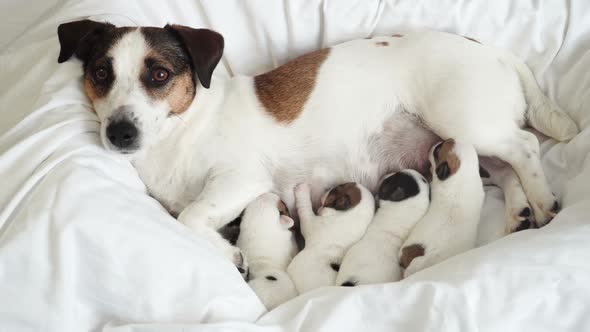 Newborn Puppies Sucking Dog Milk