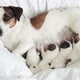 Newborn Puppies Sucking Dog Milk - VideoHive Item for Sale