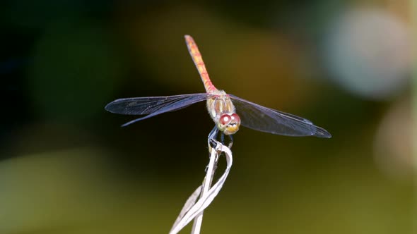 Beautiful red colored Dragonfly resting on plant during sunny day and fly away - Cinema prores shot