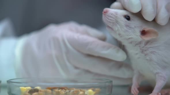 Vet Stroking White Rat Sitting Near Plate With Food, Domestic Animal Healthcare