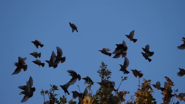 Flock of birds, Starlings (Sturnus vulgaris) surrounding their sleeping tree. France