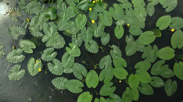 Yellow Water Lilies On The River In The City Park. Flying At Low Altitude. Aerial Photography.